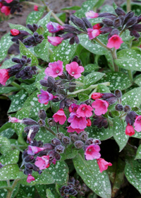 Pulmonaria 'Victorian Brooch'           